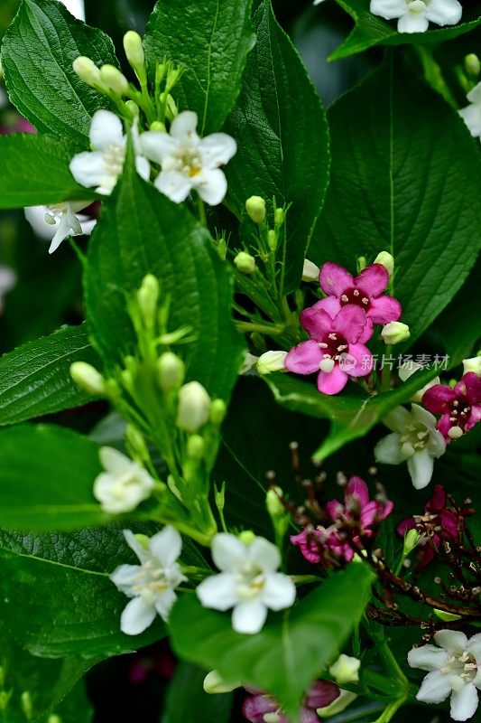 Weigela coraeensis花